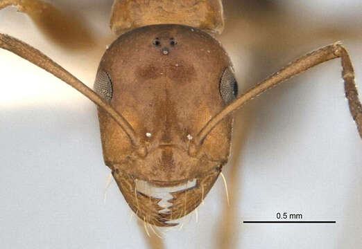 Image of <i>Melophorus platyceps</i>