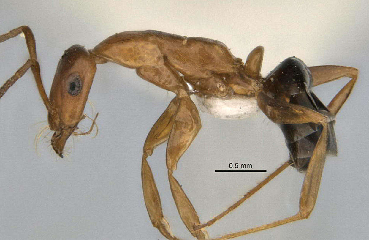 <i>Melophorus platyceps</i>的圖片