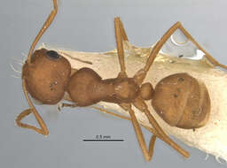 Imagem de <i>Melophorus fulvidus</i>