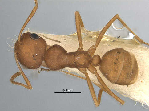 Imagem de <i>Melophorus fulvidus</i>