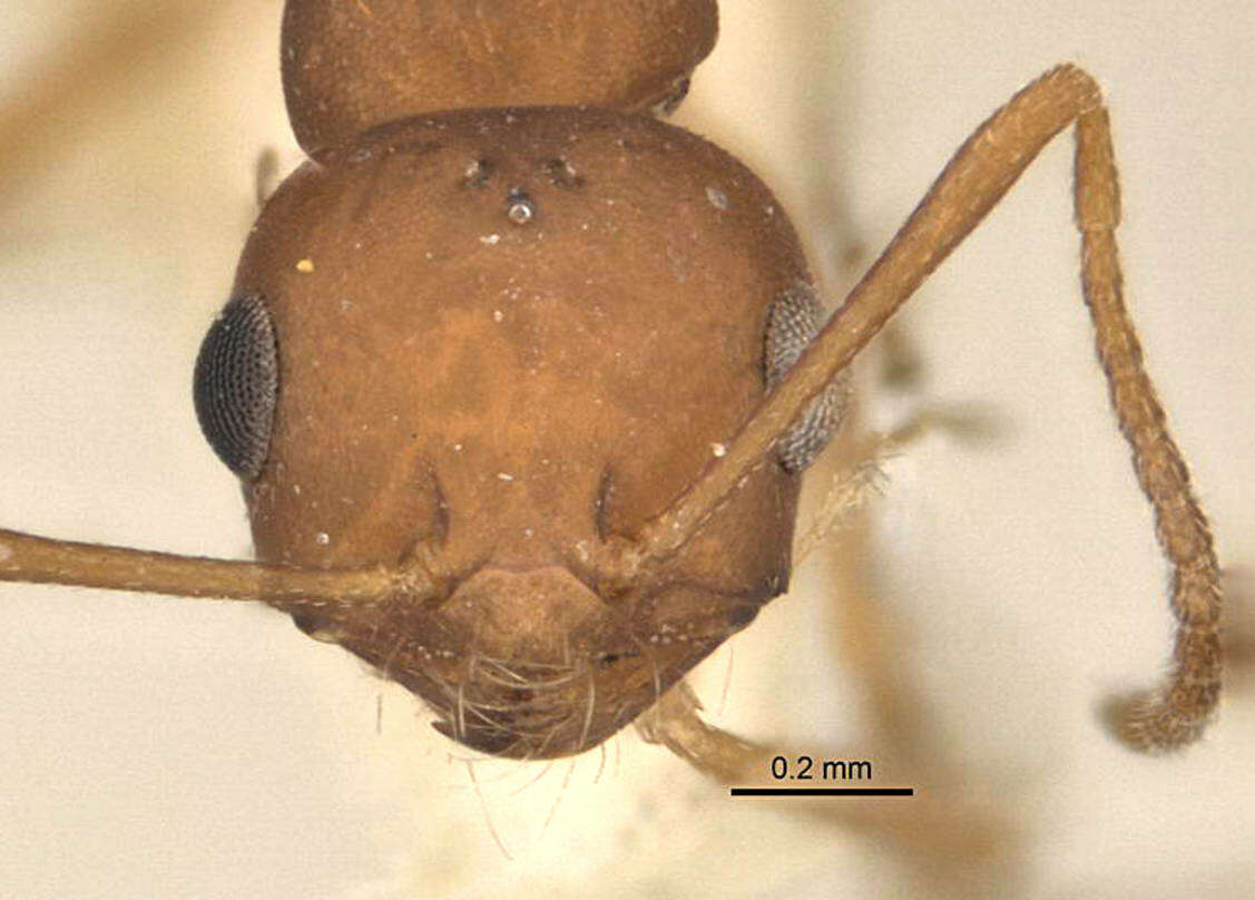 Imagem de <i>Melophorus fulvidus</i>