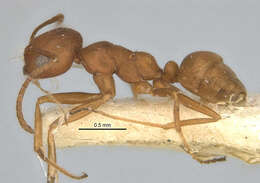 Imagem de <i>Melophorus fulvidus</i>