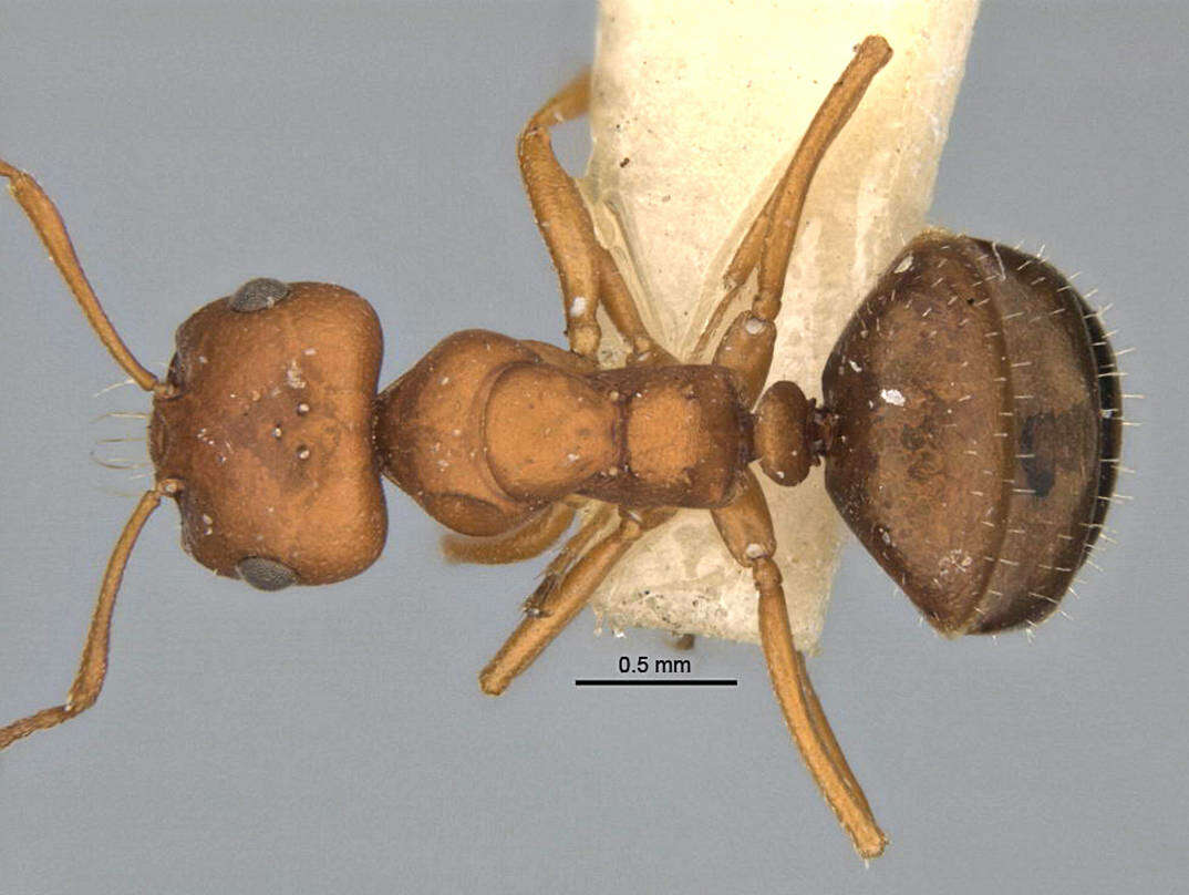 Imagem de <i>Melophorus fulvidus</i>