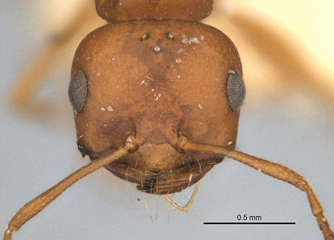 Imagem de <i>Melophorus fulvidus</i>