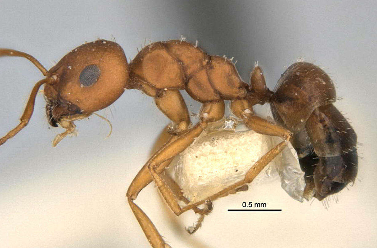 Image of <i>Melophorus fulvidus</i>