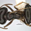 Imagem de <i>Melophorus parvimolaris</i>