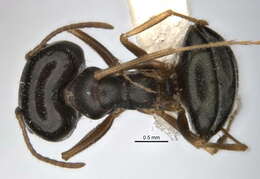 Imagem de <i>Melophorus parvimolaris</i>