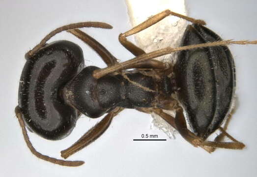 Imagem de <i>Melophorus parvimolaris</i>