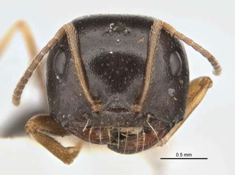 Imagem de <i>Melophorus parvimolaris</i>