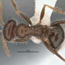 Imagem de <i>Melophorus lanuginosus</i>