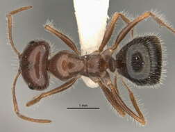Image of <i>Melophorus lanuginosus</i>