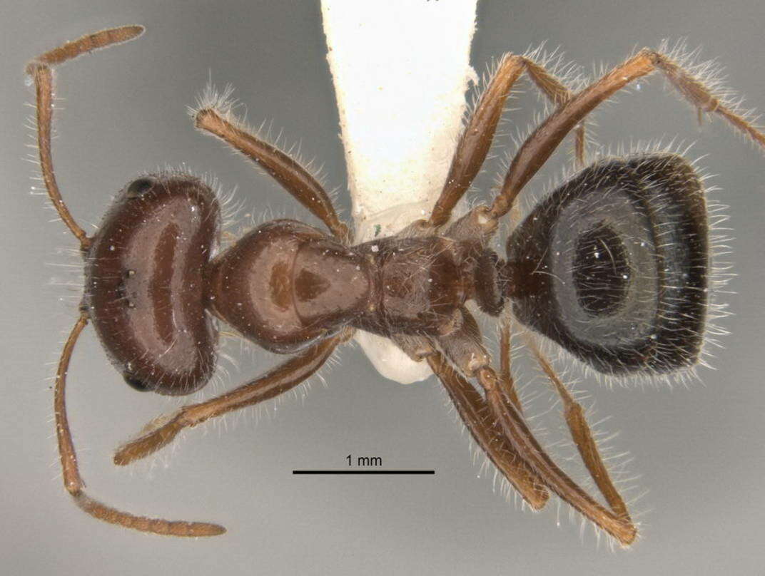 Image of <i>Melophorus lanuginosus</i>