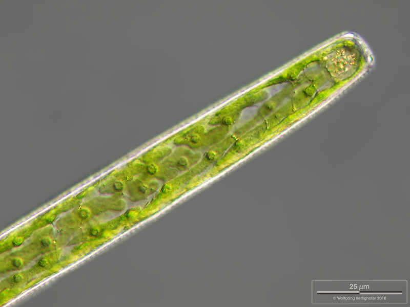 Image of Pleurotaenium ehrenbergii