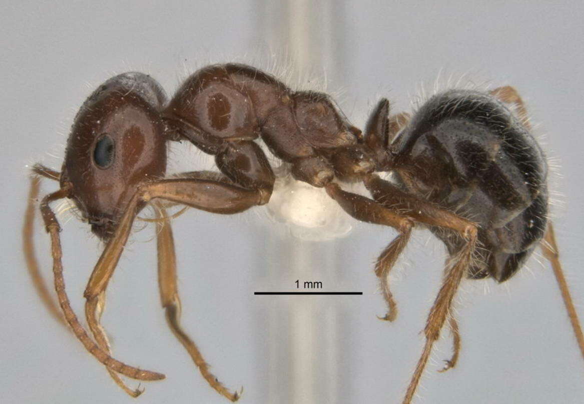 Image of <i>Melophorus lanuginosus</i>