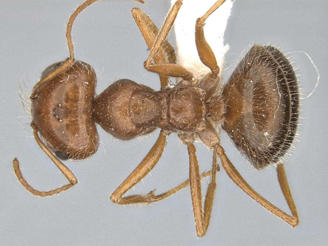 <i>Melophorus hirsutipes</i>的圖片