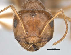 <i>Melophorus hirsutipes</i>的圖片