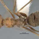 Image of <i>Melophorus lissotriches</i>