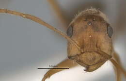 Image of <i>Melophorus lissotriches</i>