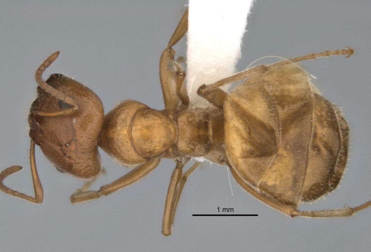 Image of <i>Melophorus lissotriches</i>