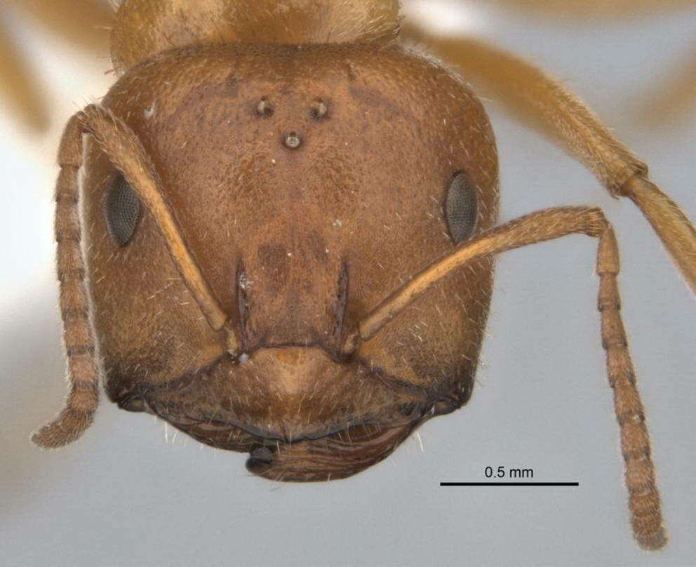 Image of <i>Melophorus lissotriches</i>