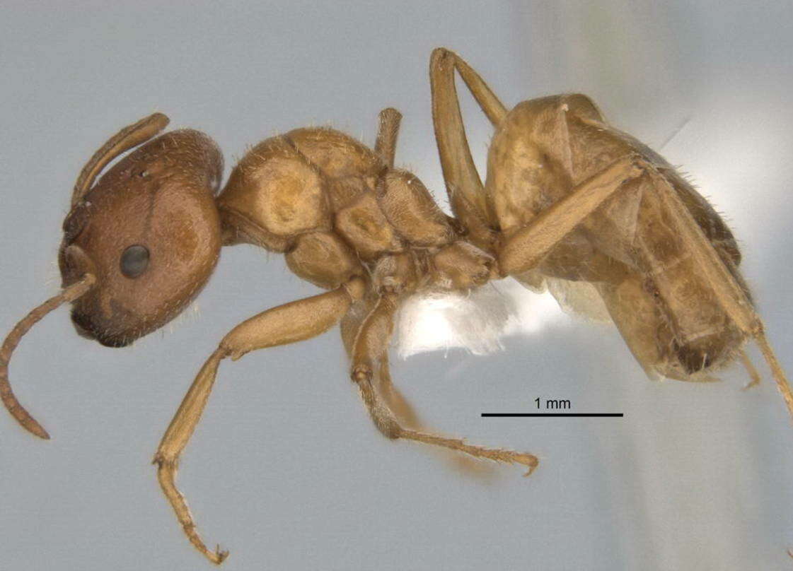 Image of <i>Melophorus lissotriches</i>