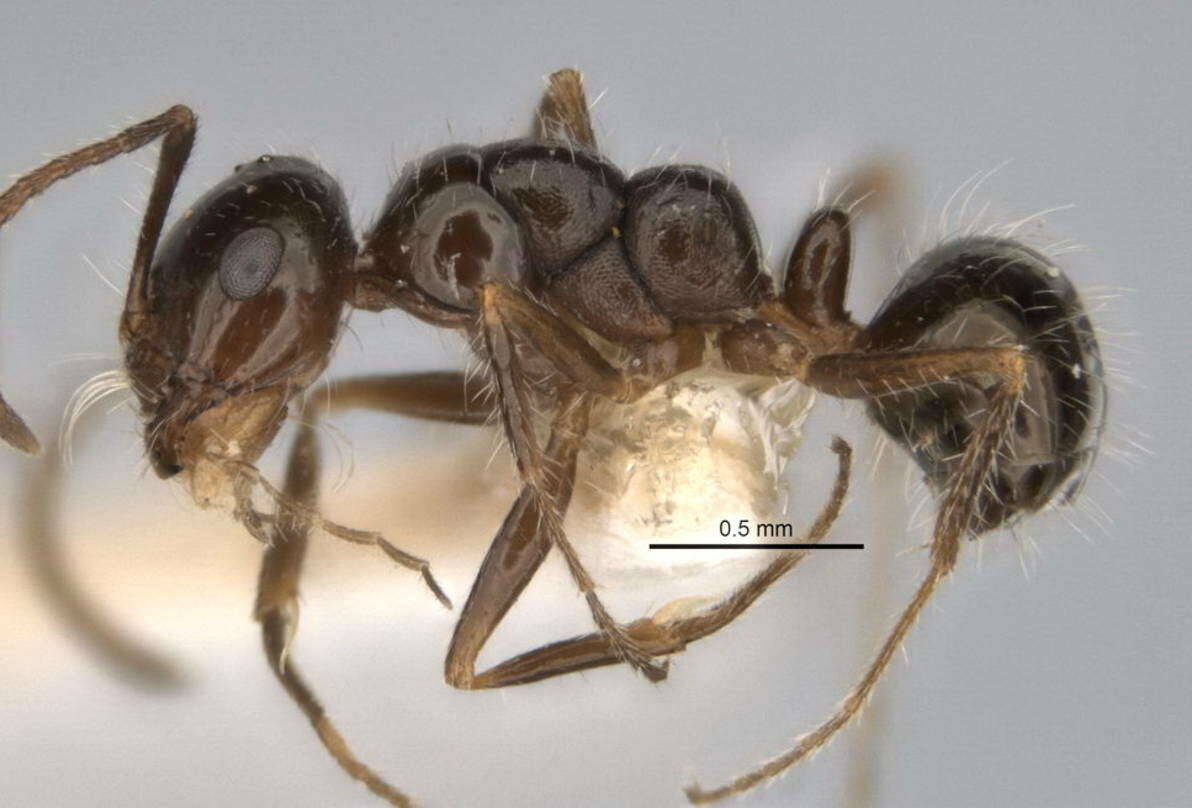 Image of <i>Melophorus incisus</i>