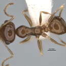 Image of <i>Melophorus eumorphus</i>