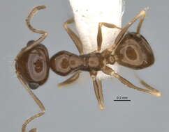 Image of <i>Melophorus eumorphus</i>