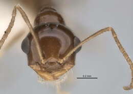 Image of <i>Melophorus eumorphus</i>