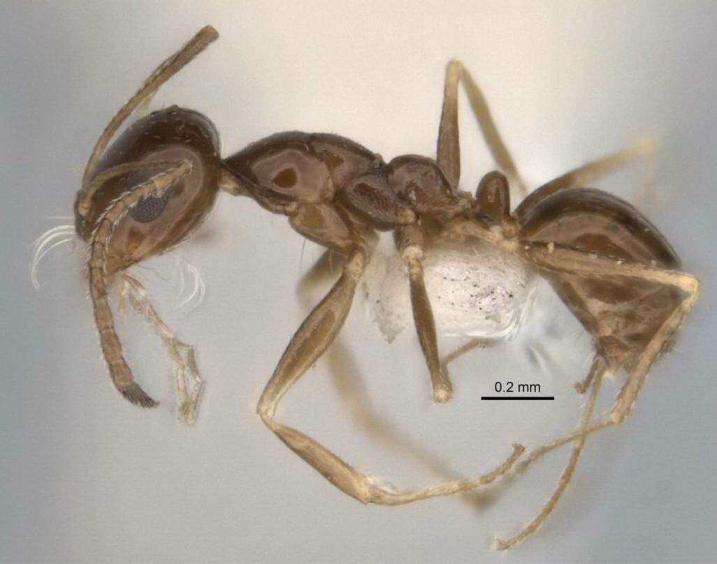 Image of <i>Melophorus eumorphus</i>