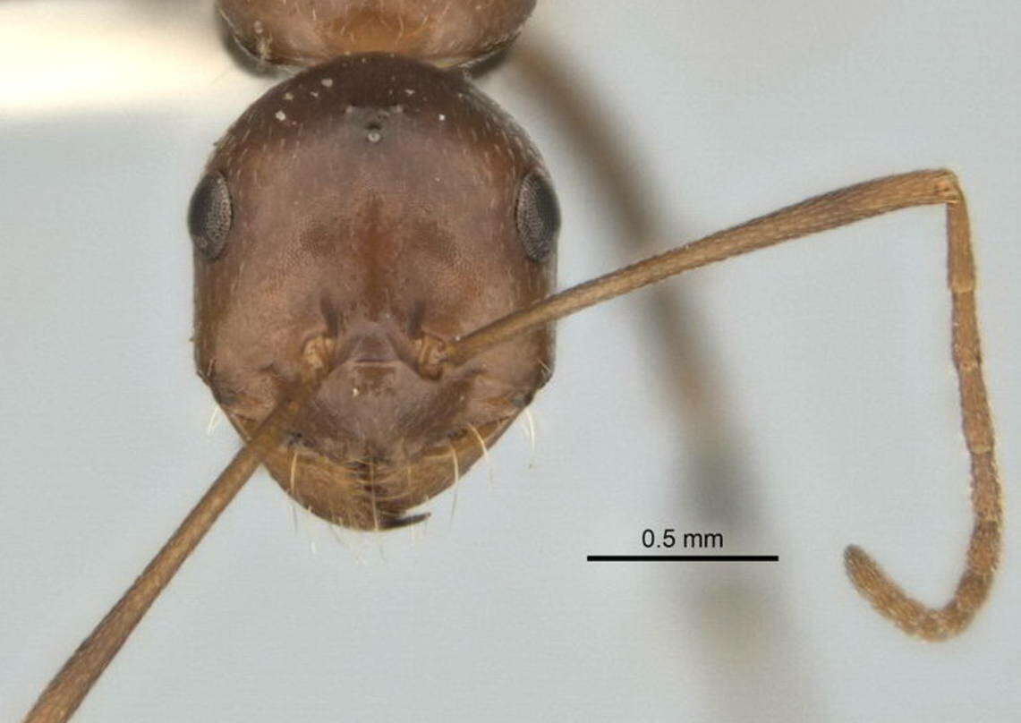 Plancia ëd <i>Melophorus praesens</i>