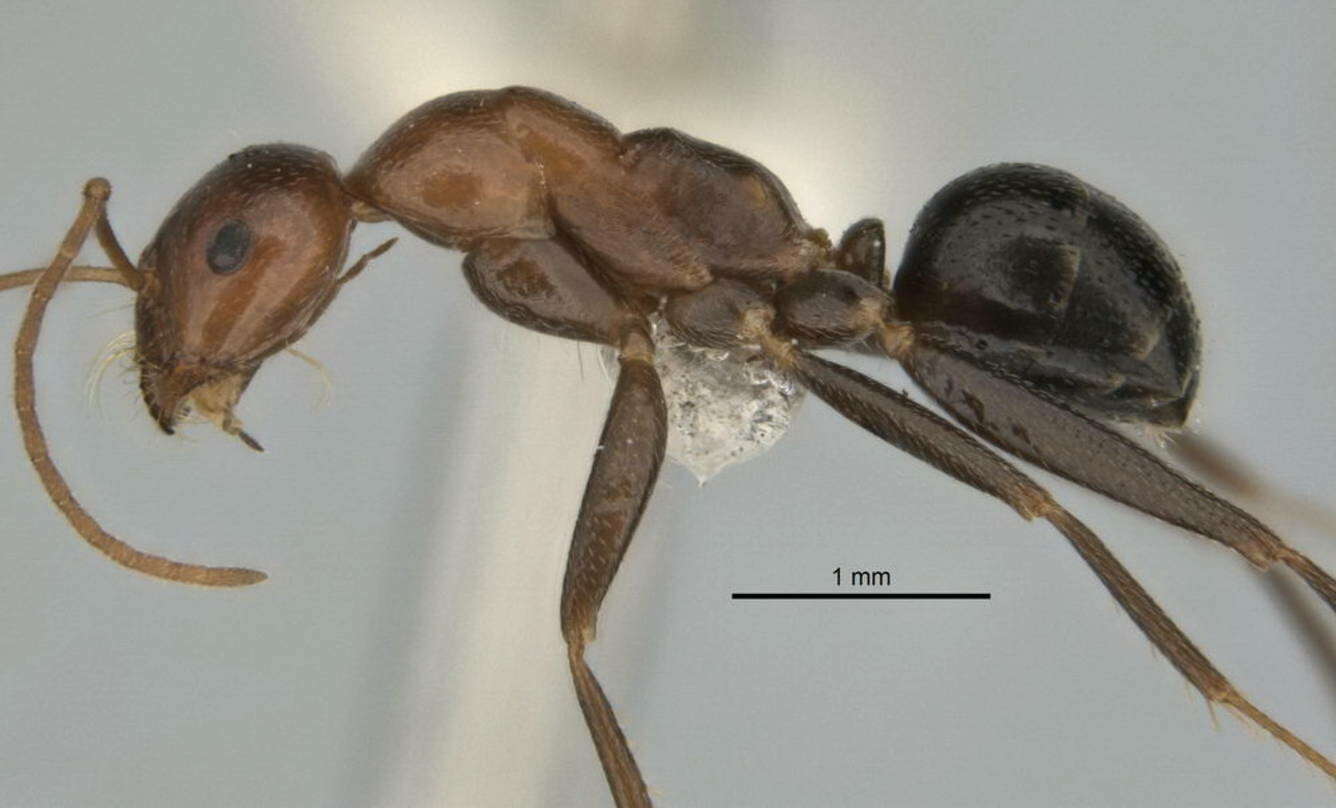 Image of <i>Melophorus praesens</i>