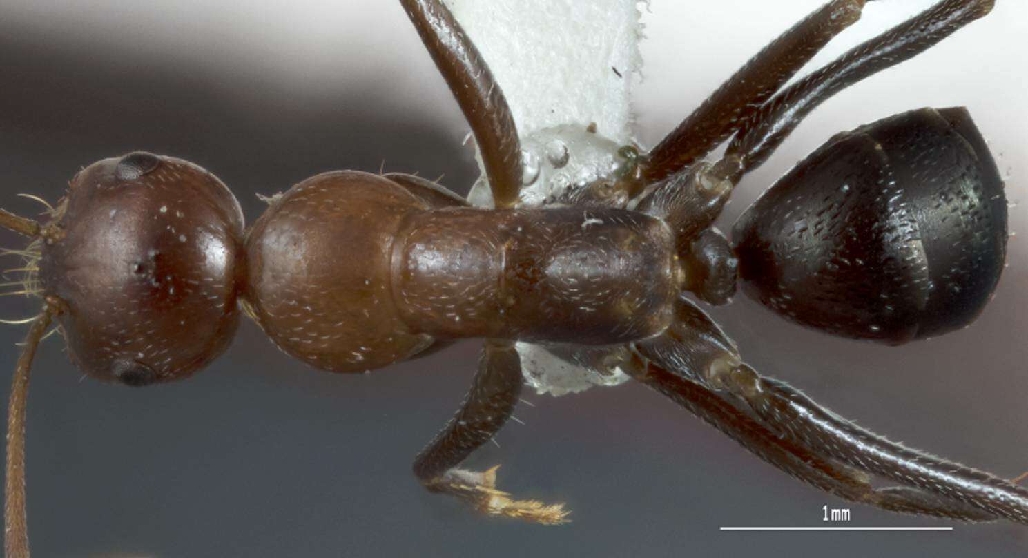 Image of <i>Melophorus praesens</i>