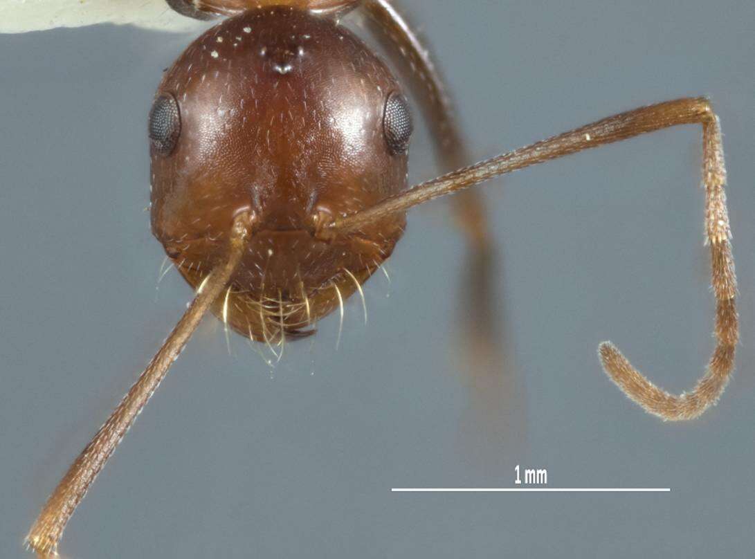 Image of <i>Melophorus praesens</i>