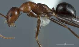 Image of <i>Melophorus praesens</i>