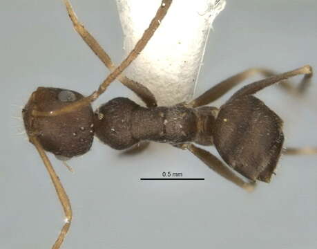 Image of <i>Melophorus postlei</i>