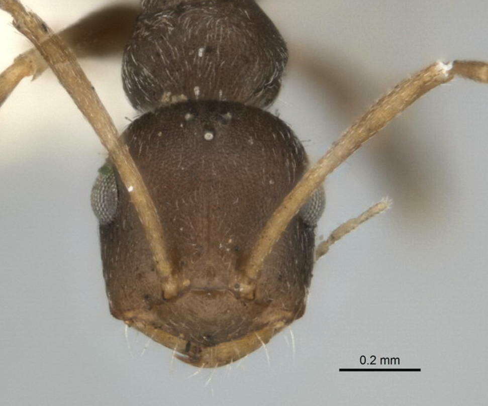 <i>Melophorus postlei</i>的圖片