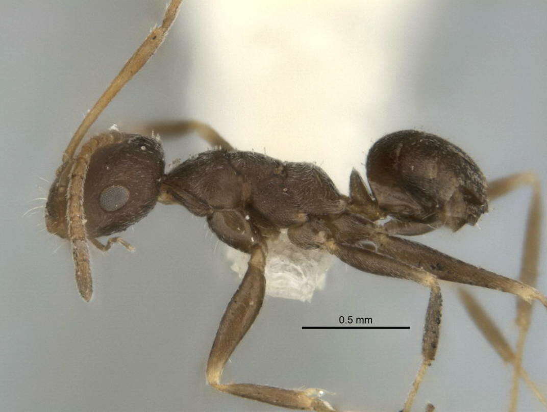 <i>Melophorus postlei</i>的圖片