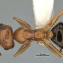 Image of <i>Melophorus caeruleoviolaceus</i>