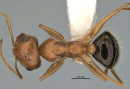 Imagem de <i>Melophorus caeruleoviolaceus</i>