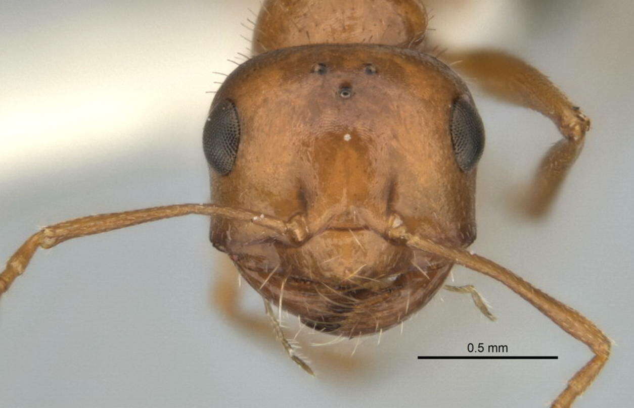 Imagem de <i>Melophorus caeruleoviolaceus</i>