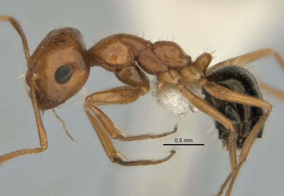 Imagem de <i>Melophorus caeruleoviolaceus</i>