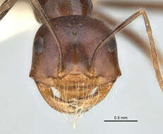 Image of Melophorus laticeps Wheeler 1915