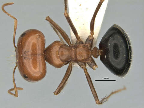 Image of Melophorus laticeps Wheeler 1915