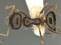 Imagem de <i>Melophorus chauliodon</i>