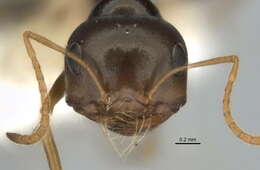 Imagem de <i>Melophorus chauliodon</i>