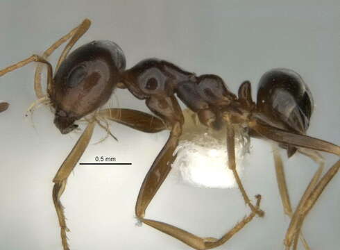 Imagem de <i>Melophorus chauliodon</i>