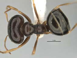 Image of <i>Melophorus chauliodon</i>