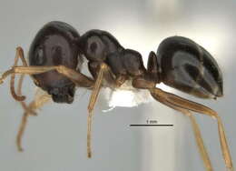 Imagem de <i>Melophorus chauliodon</i>