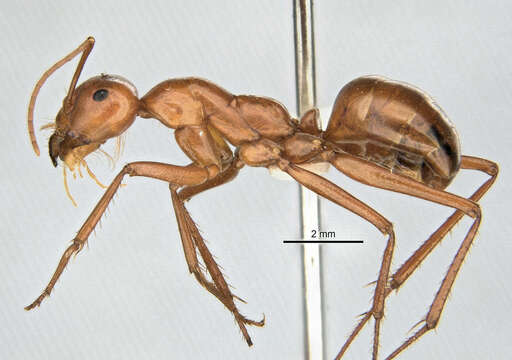 Image of Melophorus bagoti Lubbock 1883